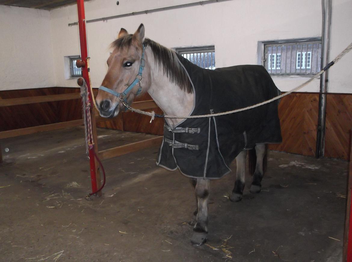 Anden særlig race Rasmus - November 2015 billede 3