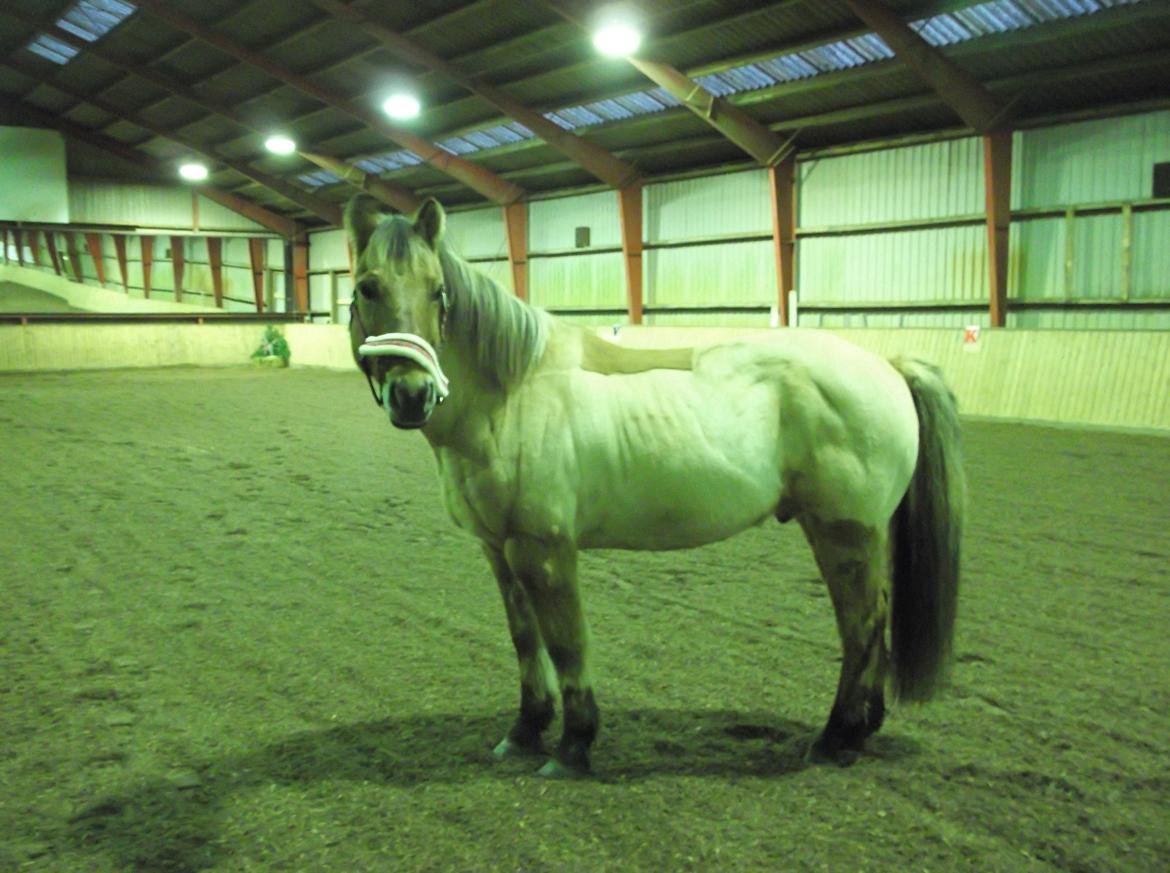 Anden særlig race Rasmus - December 2015 billede 4