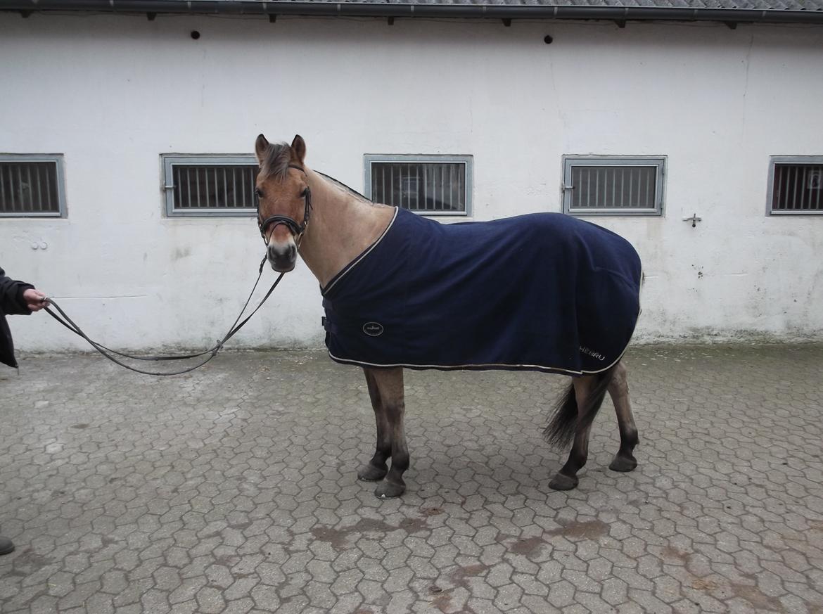 Anden særlig race Rasmus - Februar 2016 billede 7