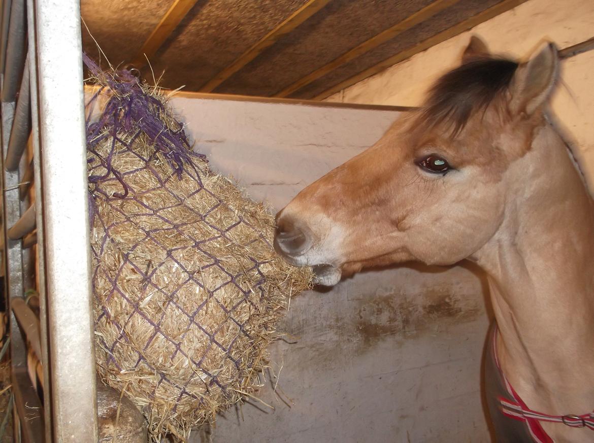 Anden særlig race Rasmus - Februar 2016 billede 9