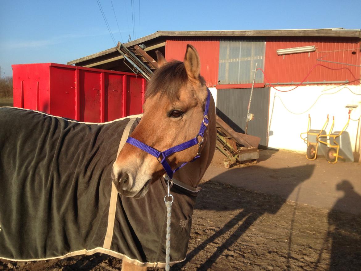 Anden særlig race Rasmus - Marts 2016 billede 10