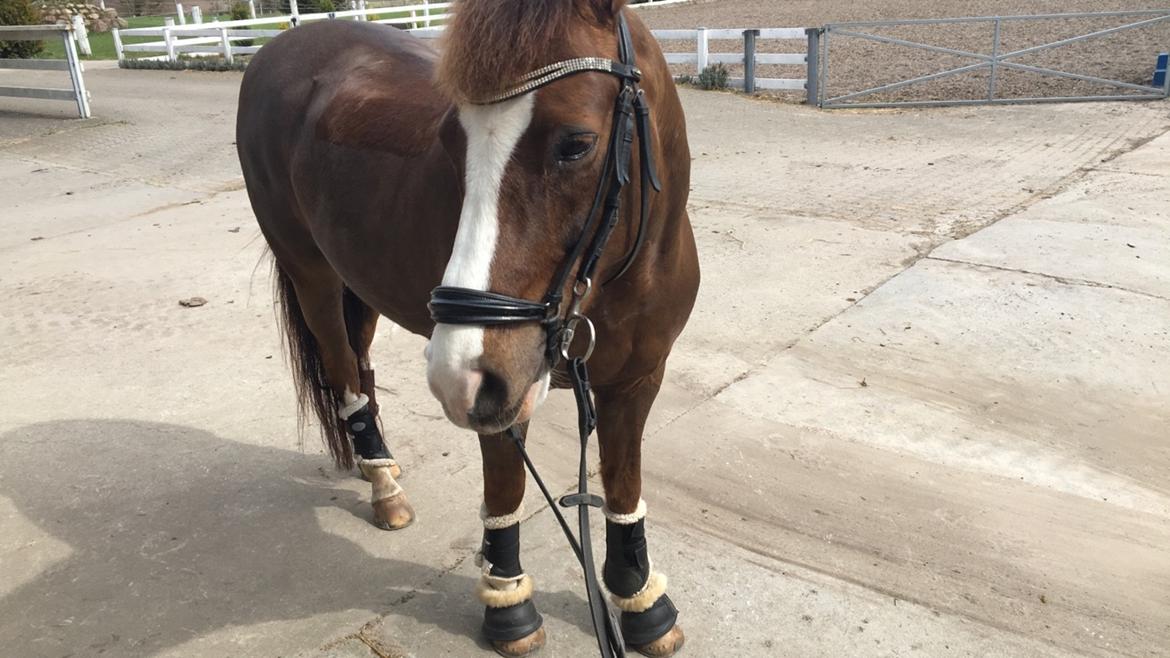 New Forest Ygor [1/3 A PONY] FORESALE  billede 3