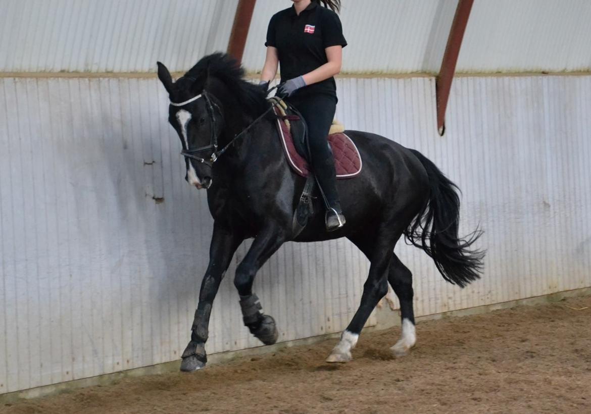 Oldenborg Gaya Hedegaard - Dressur marts 2016 billede 18