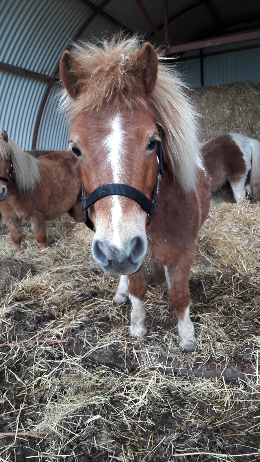 Shetlænder Mosbækmindes Felia billede 13