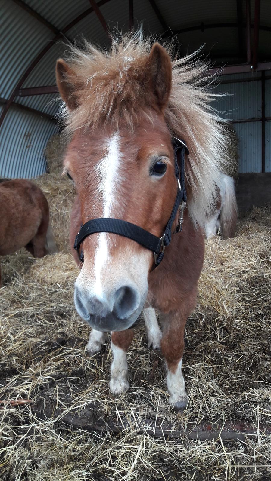 Shetlænder Mosbækmindes Felia billede 12