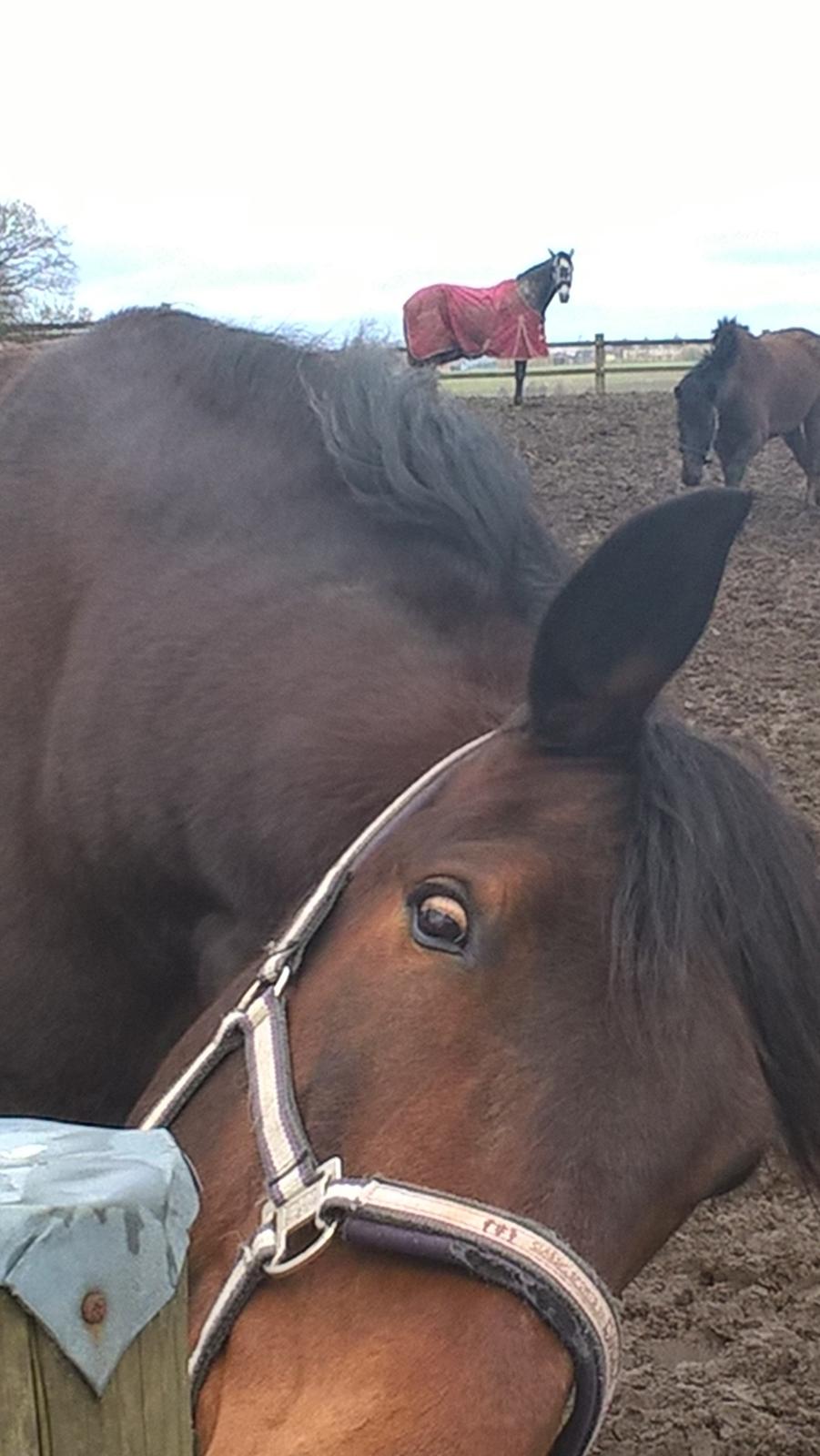 Traver Oasis Simoni billede 14