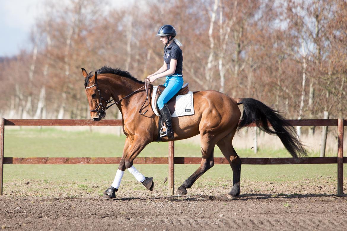 Dansk Varmblod Nevell - Ansoart billede 5