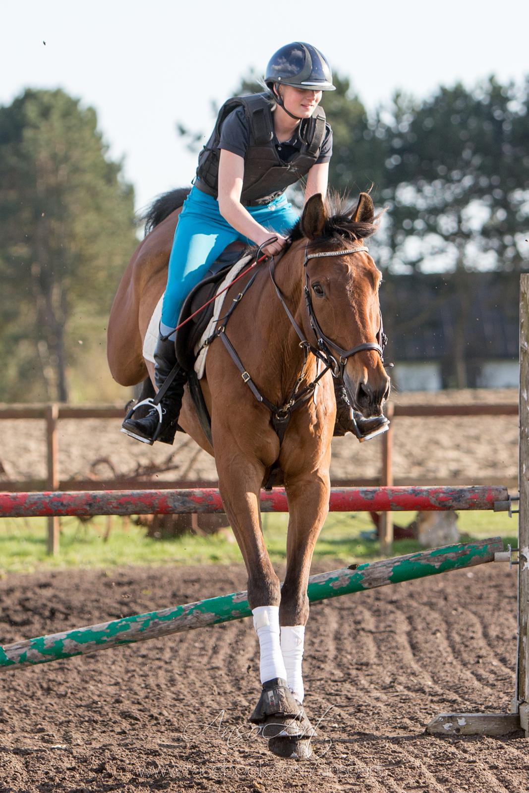 Dansk Varmblod Nevell - Ansoart billede 8