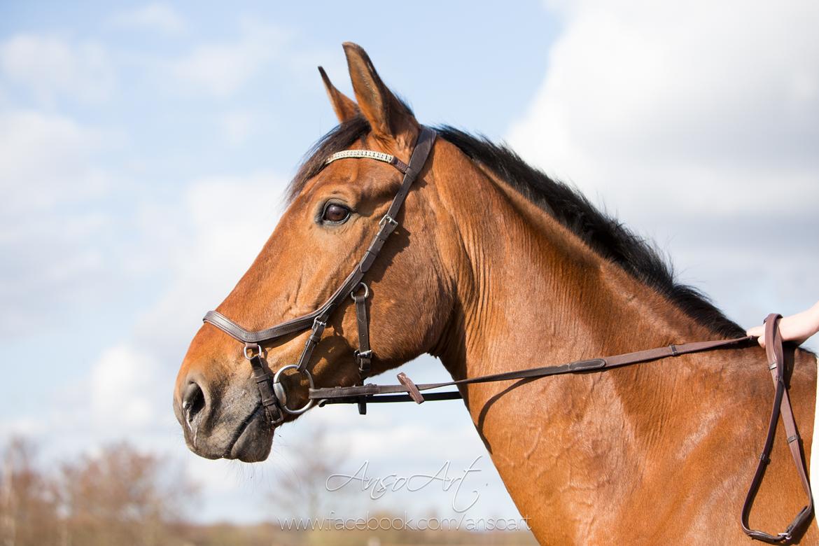 Dansk Varmblod Nevell - Ansoart billede 14
