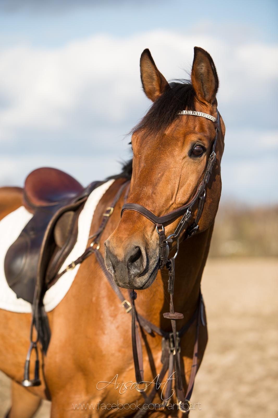 Dansk Varmblod Nevell - Ansoart billede 1