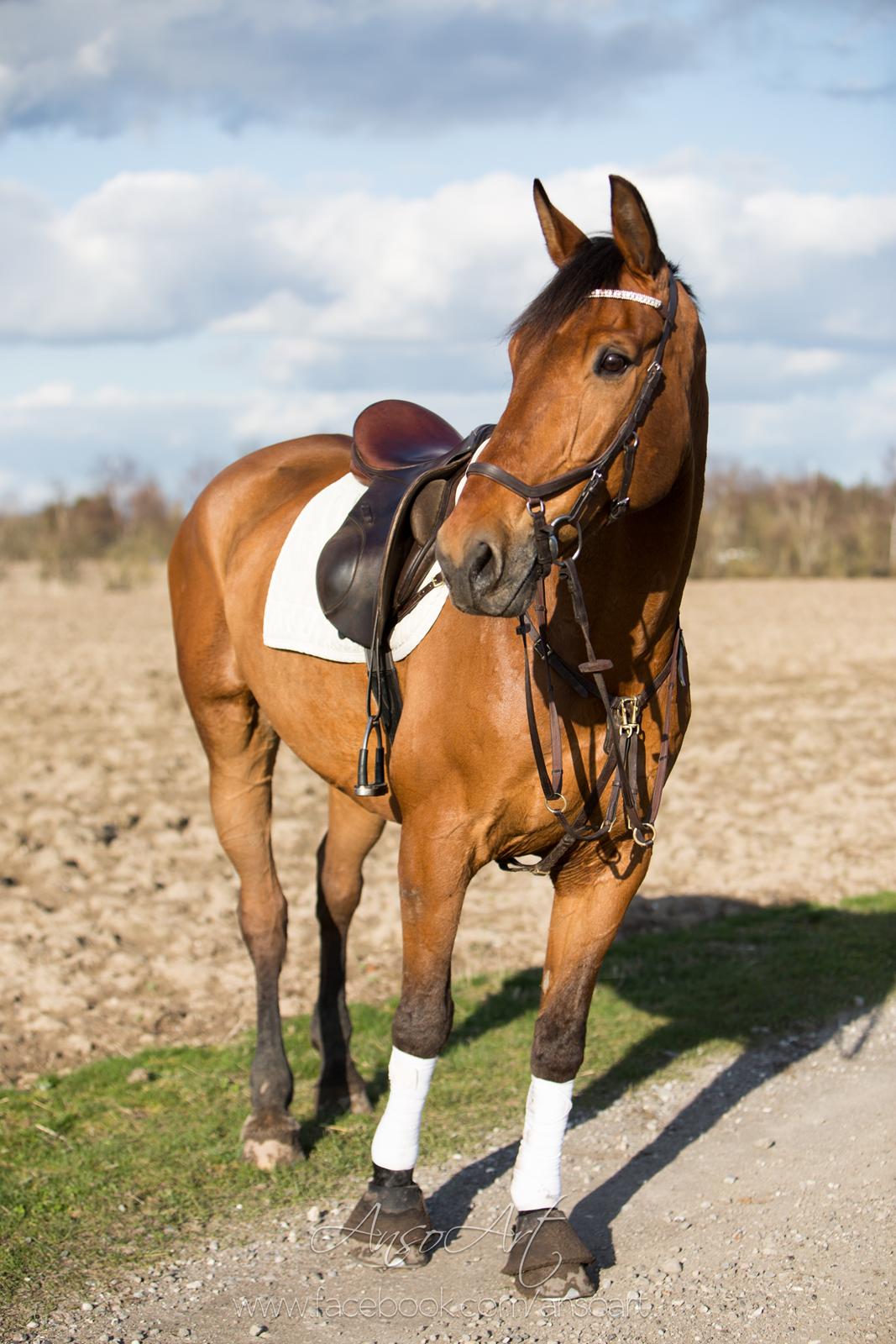 Dansk Varmblod Nevell - Ansoart billede 10