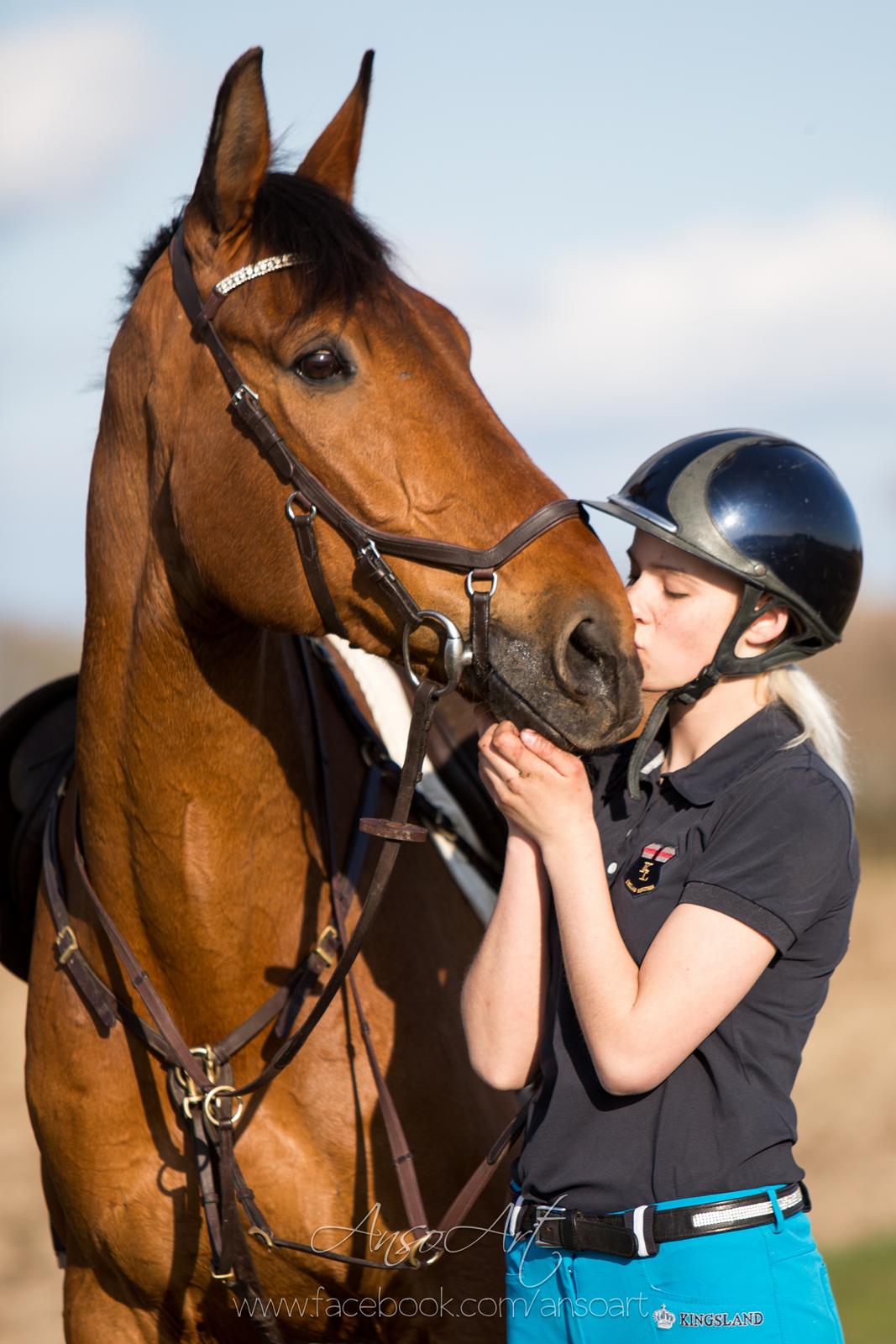 Dansk Varmblod Nevell - Ansoart billede 7