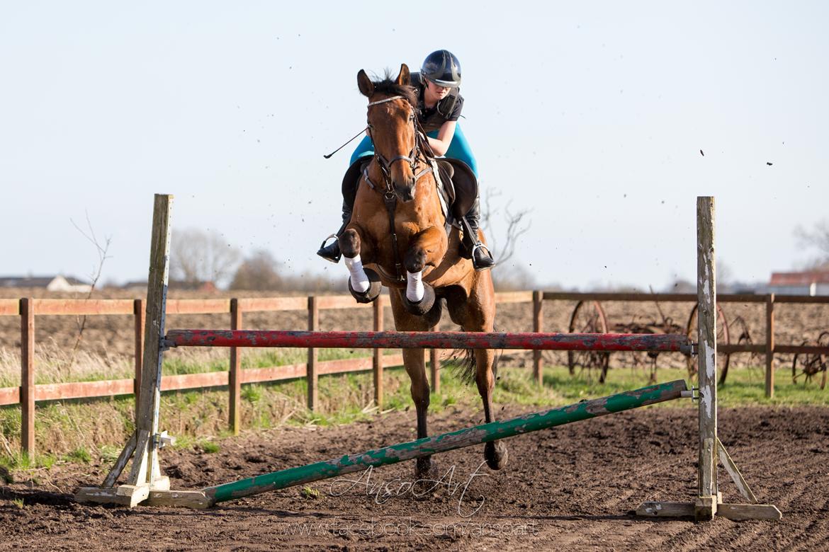 Dansk Varmblod Nevell - Ansoart billede 3
