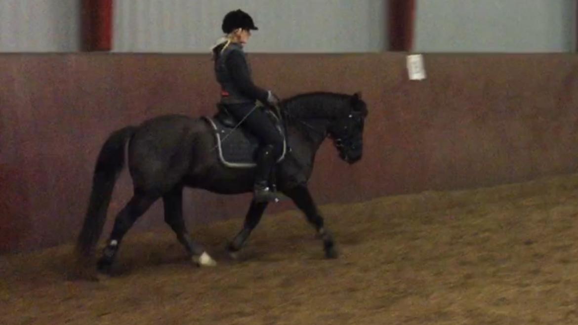 New Forest Lindholms Micky - <3 billede 19