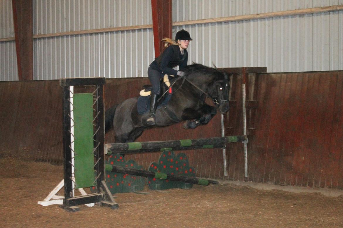 New Forest Lindholms Micky - Bassen<3 billede 13