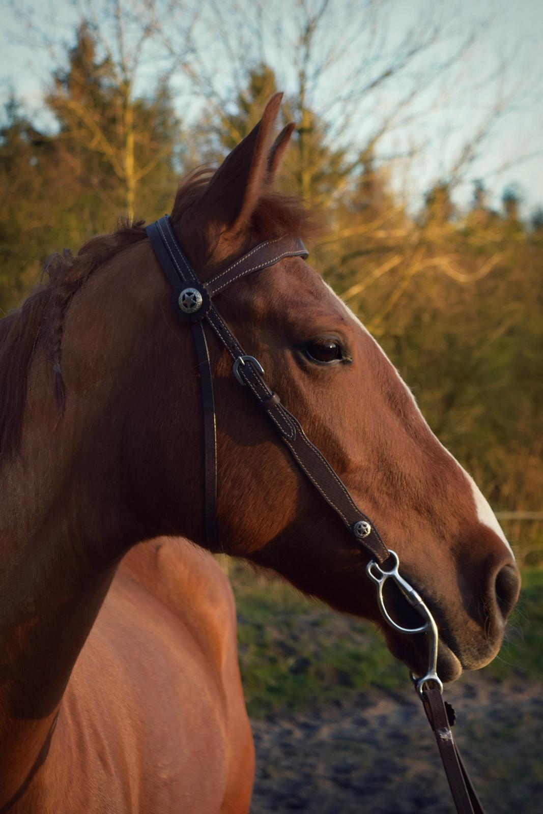 Anden særlig race Fontain Madonna (Fonny) billede 2