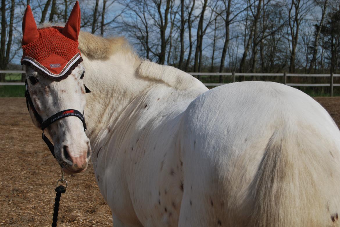 Anden særlig race Snow Girl billede 1
