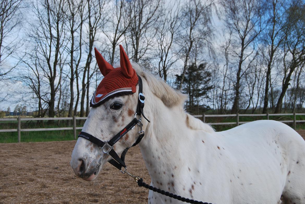 Anden særlig race Snow Girl billede 2
