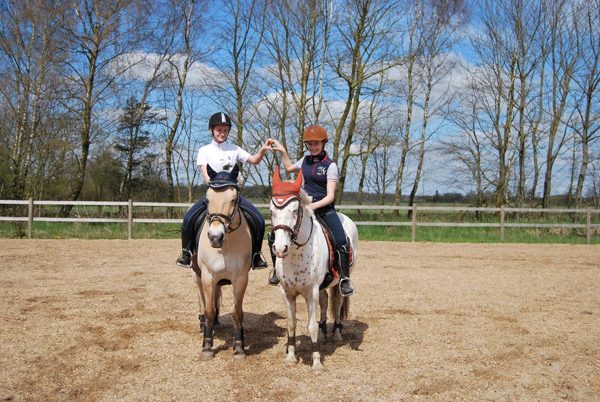 Anden særlig race Snow Girl -  2 vildt friske ponyer! billede 14