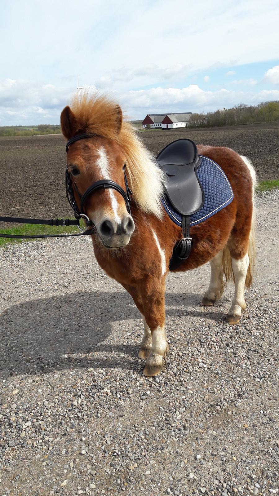 Shetlænder Mosbækmindes Felia - Felia der øver i at blive rideskole pony :) billede 14