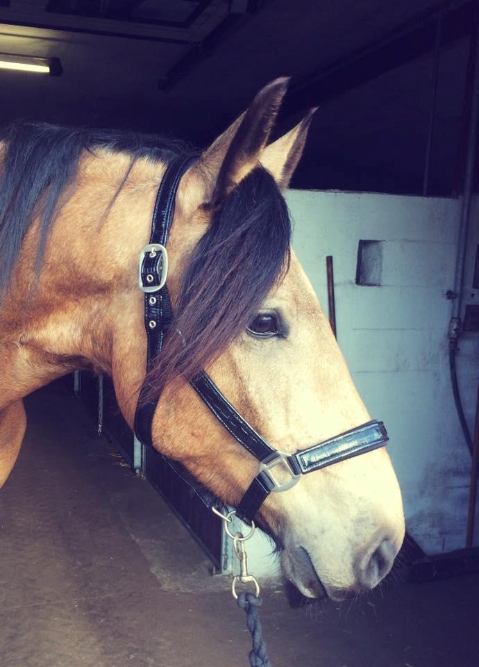 Anden særlig race Corano billede 4