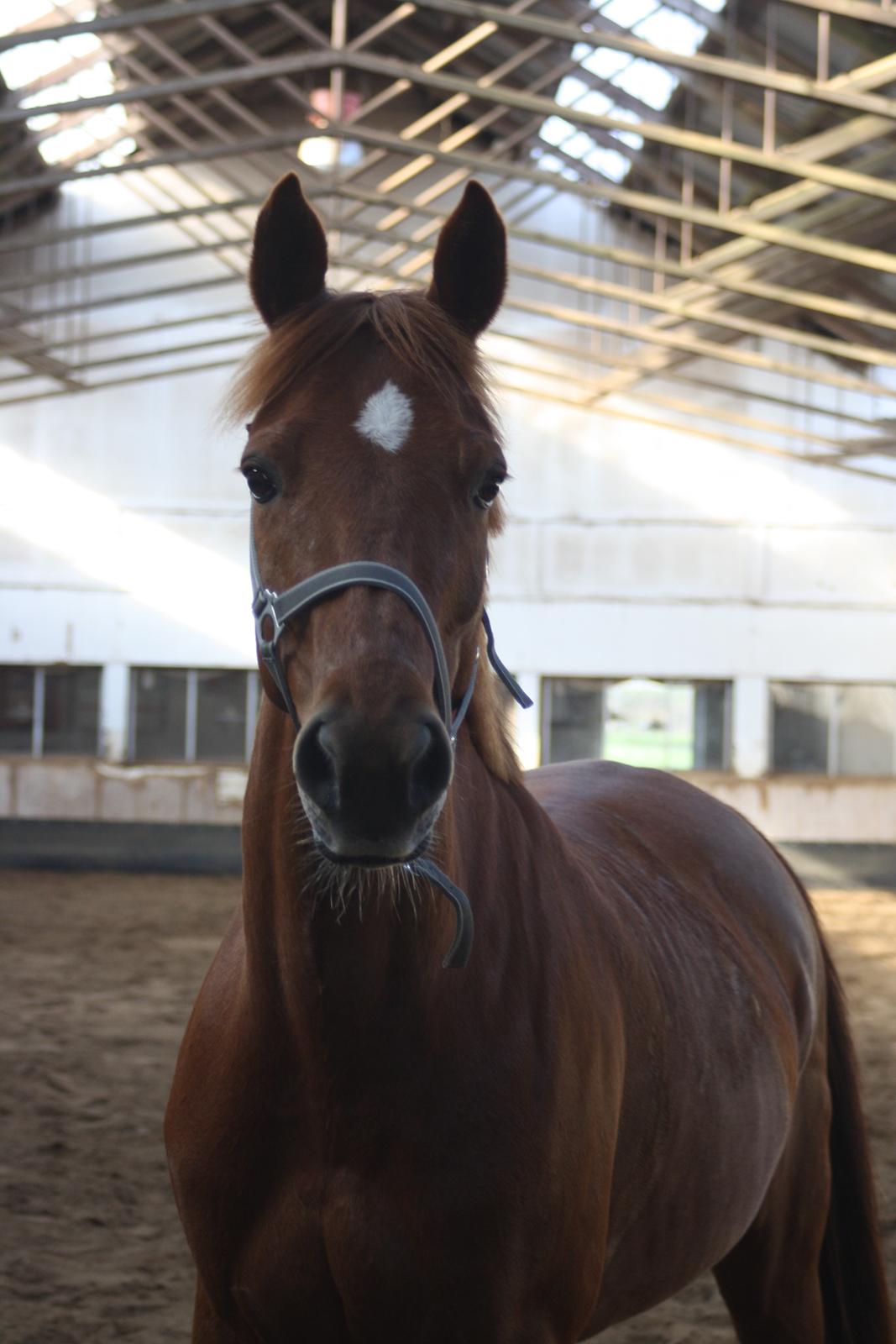 Anden særlig race Manja  billede 14