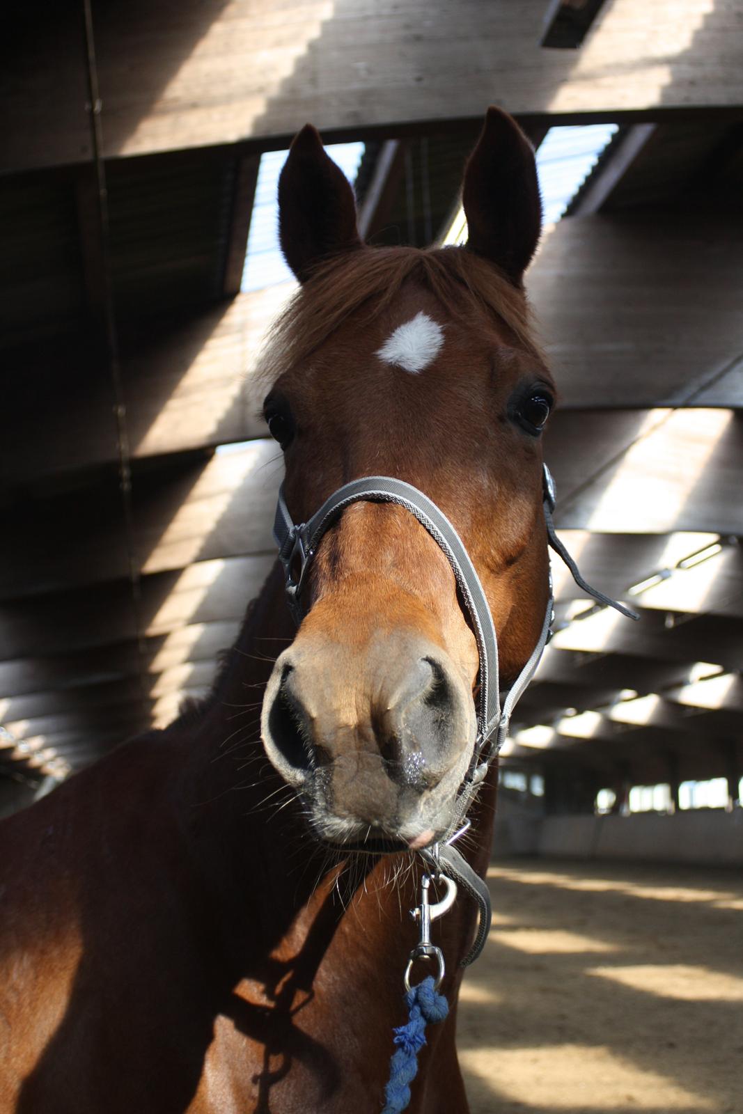 Anden særlig race Manja  billede 19