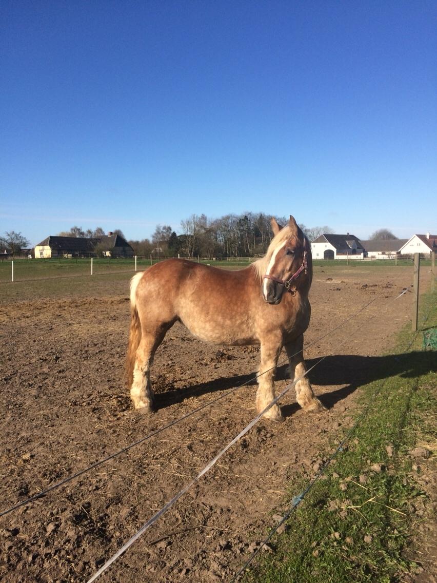 Jyde Strandgårdens Anbabell billede 1