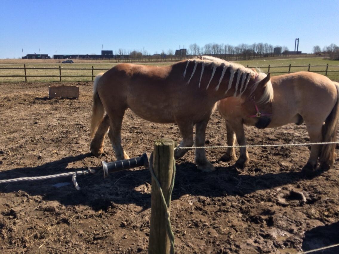 Jyde Strandgårdens Anbabell billede 7