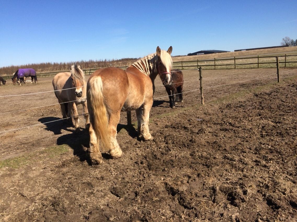 Jyde Strandgårdens Anbabell billede 6