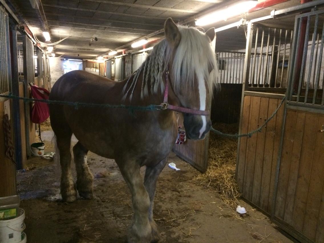 Jyde Strandgårdens Anbabell billede 8