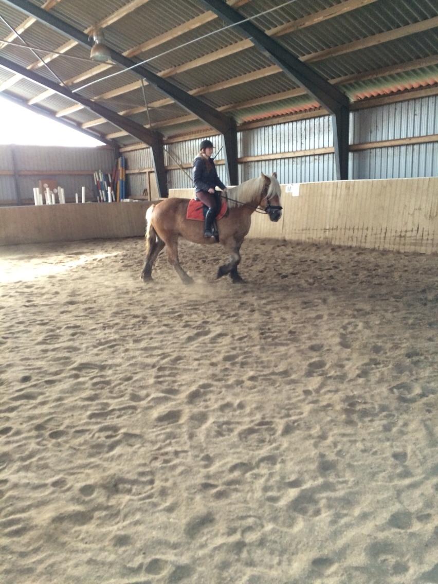 Jyde Strandgårdens Anbabell billede 9