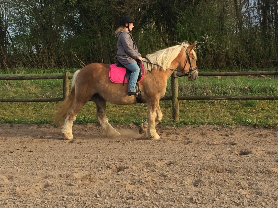 Jyde Strandgårdens Anbabell billede 11