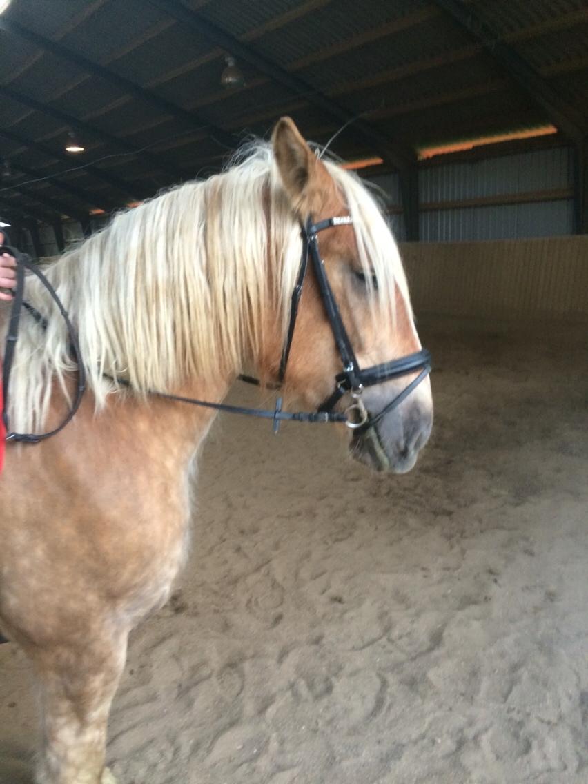 Jyde Strandgårdens Anbabell billede 13