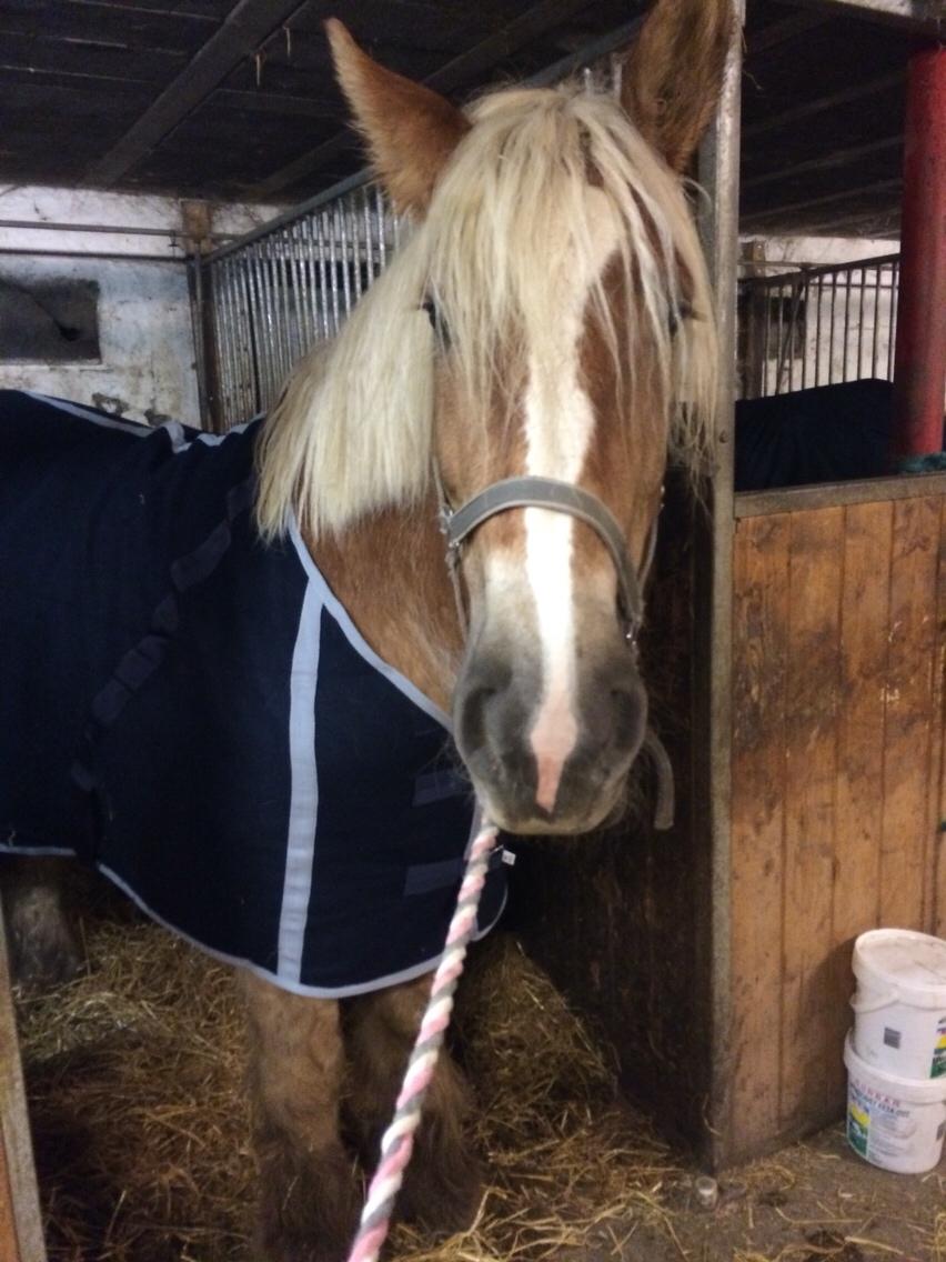 Jyde Strandgårdens Anbabell billede 17