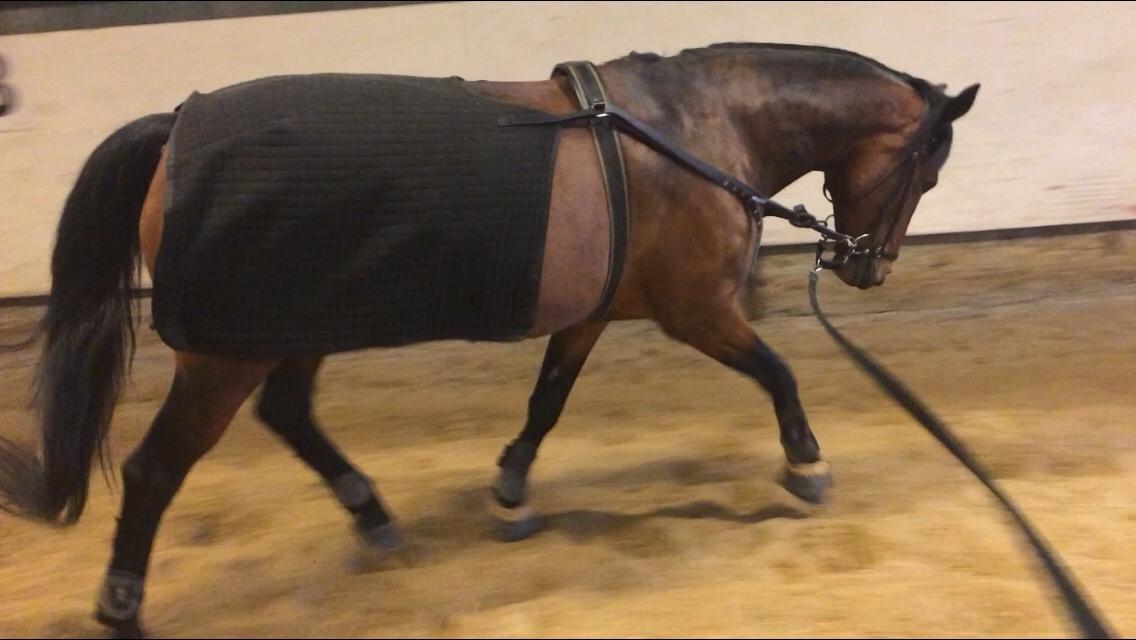 DSP Ellen - Lidt longering :) FOTO: Mig billede 24