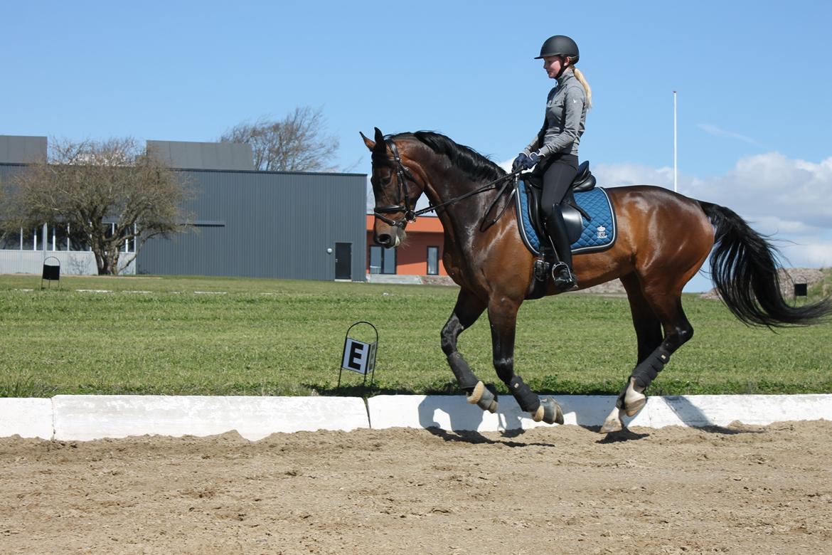 Dansk Varmblod Calibra-agg billede 2