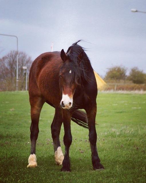 Welsh Cob (sec D) - Valhallas Sea Breeze billede 1