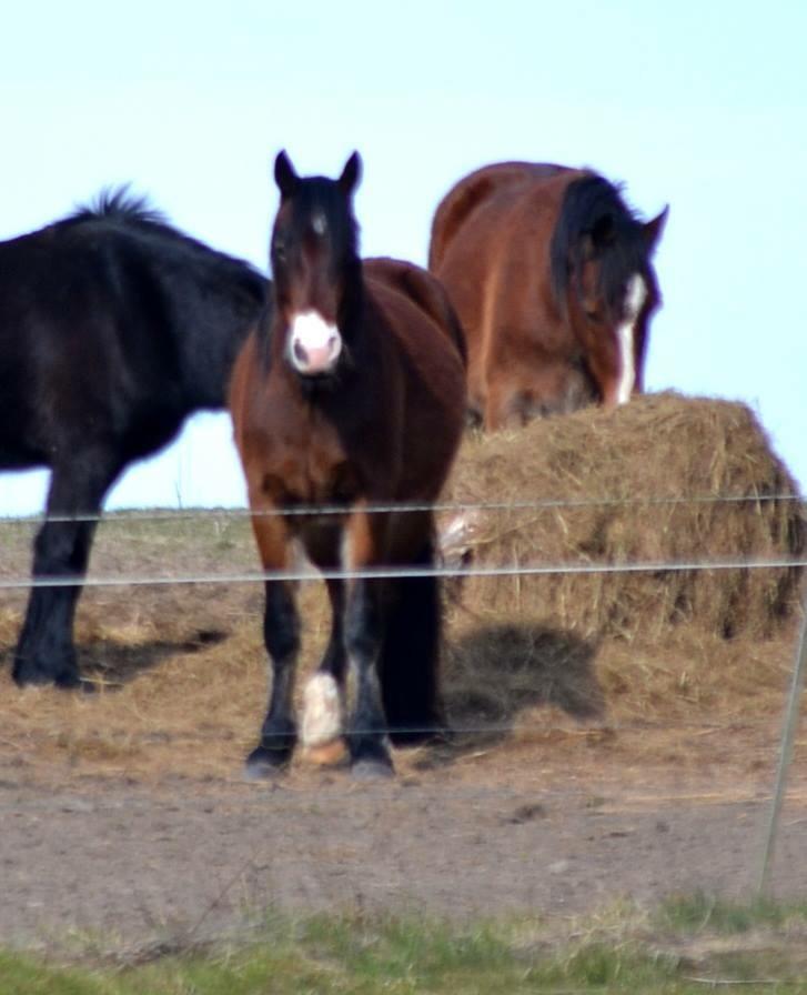 Welsh Cob (sec D) - Valhallas Sea Breeze billede 2