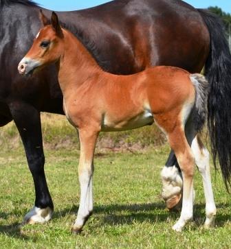 Welsh Cob (sec D) - Valhallas Sea Breeze - Sesse som føl billede 3