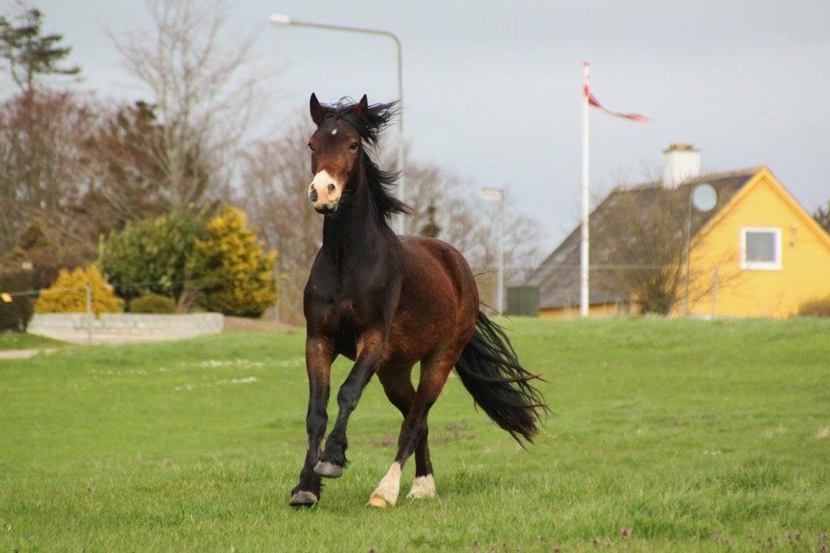 Welsh Cob (sec D) - Valhallas Sea Breeze billede 4