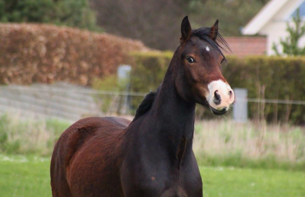 Welsh Cob (sec D) - Valhallas Sea Breeze billede 5