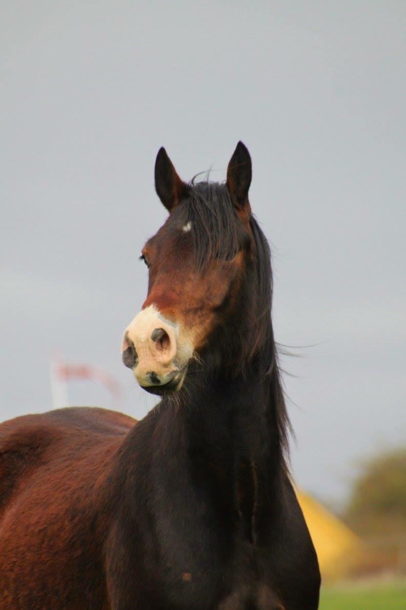 Welsh Cob (sec D) - Valhallas Sea Breeze billede 8