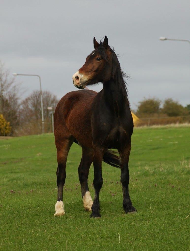 Welsh Cob (sec D) - Valhallas Sea Breeze billede 9