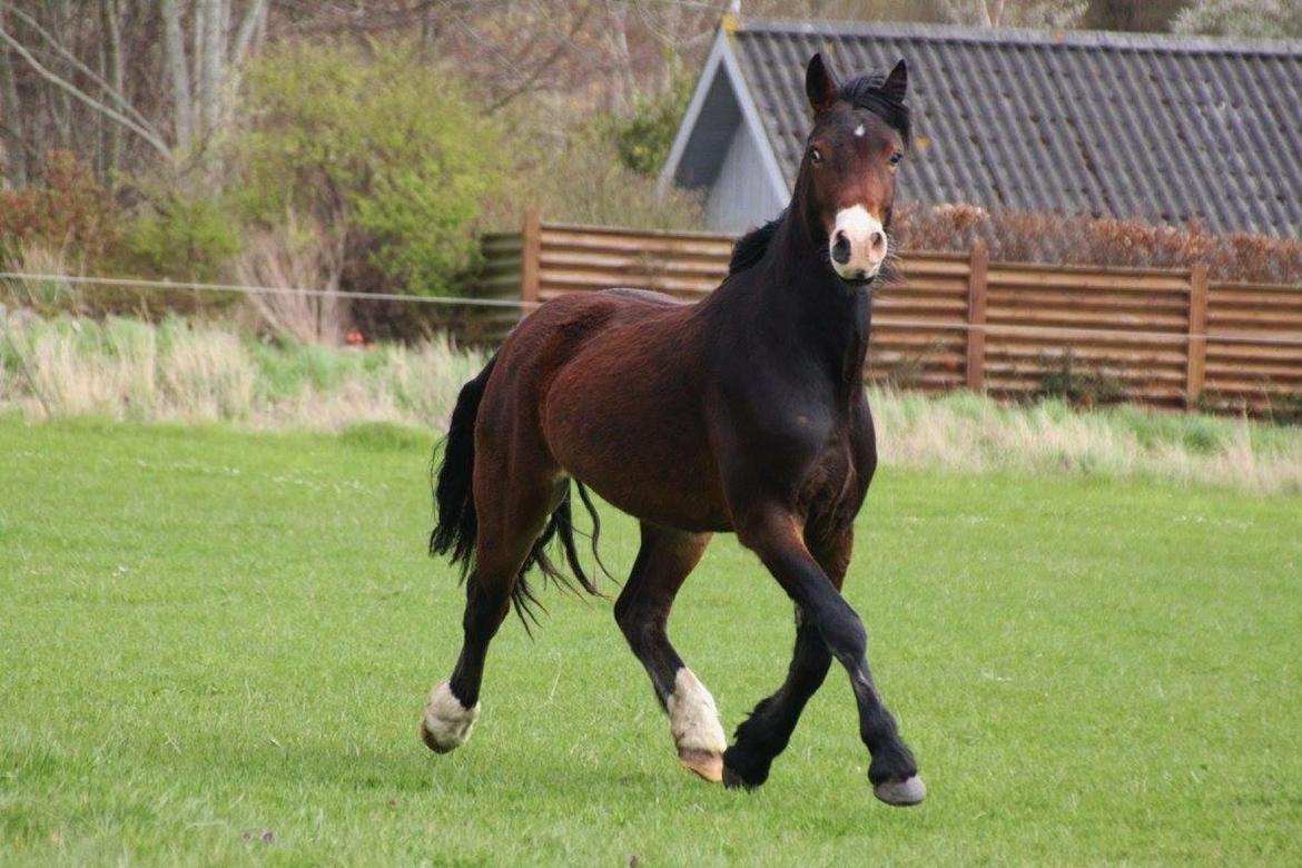 Welsh Cob (sec D) - Valhallas Sea Breeze billede 12