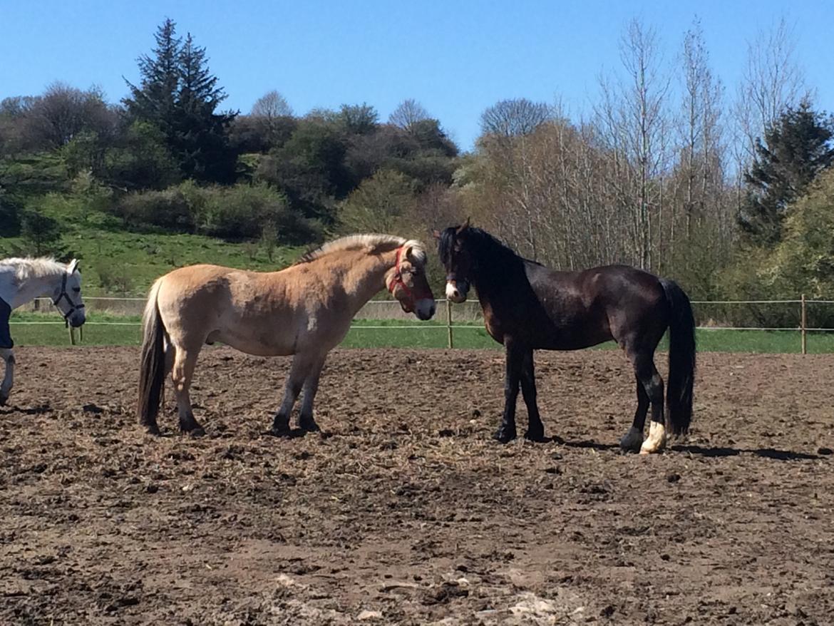 Welsh Cob (sec D) - Valhallas Sea Breeze - Sesse møder Fabel for første gang billede 18