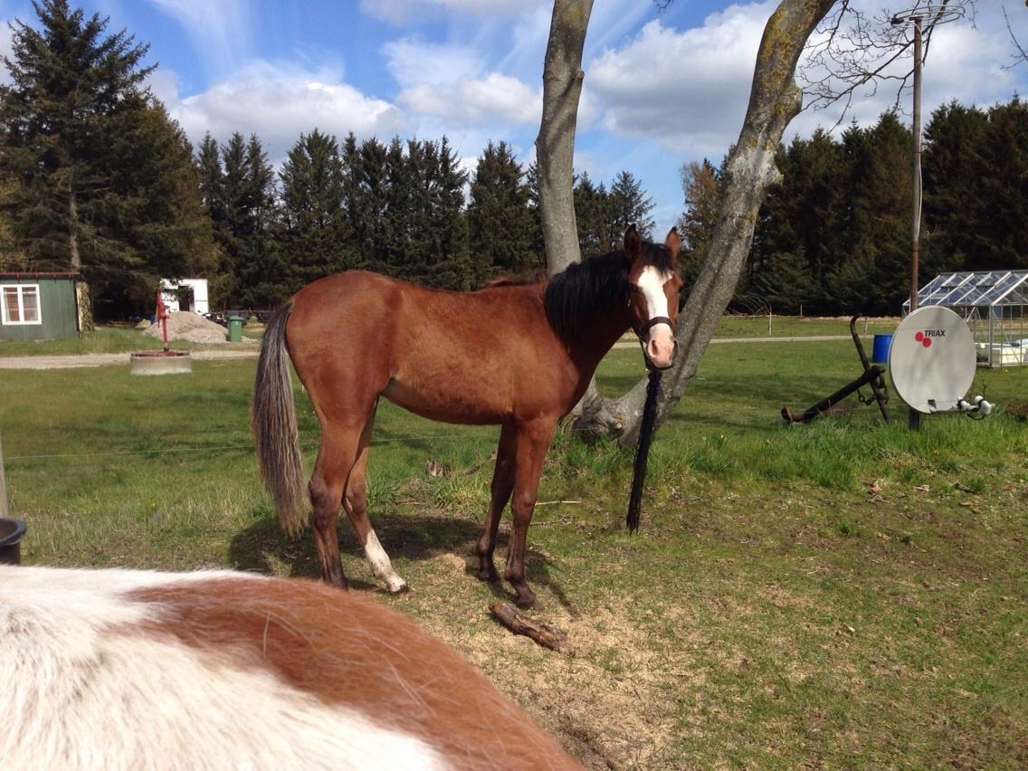 Arabisk fuldblod (OX) Siam Zetje kappa pox billede 19