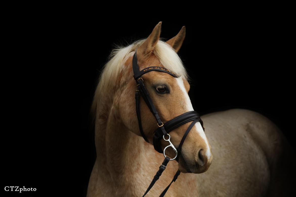 Palomino Kvolsbæk's Exclusive Enya - Smukkeste og dejligste Enya <3  billede 5