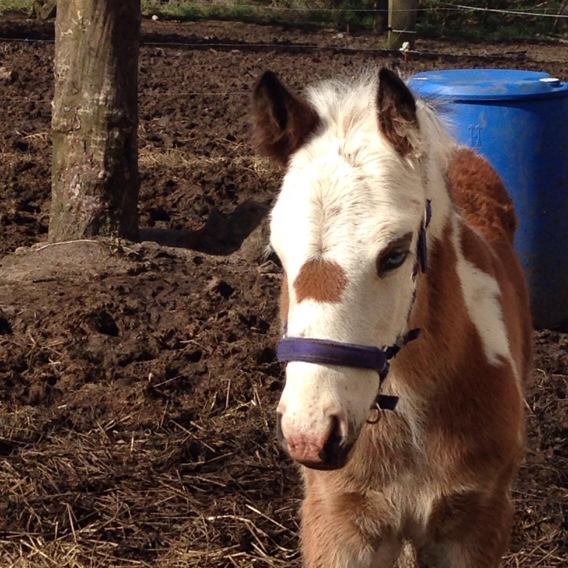 Irish Cob Klosters Blue eye florian SOLGT billede 1