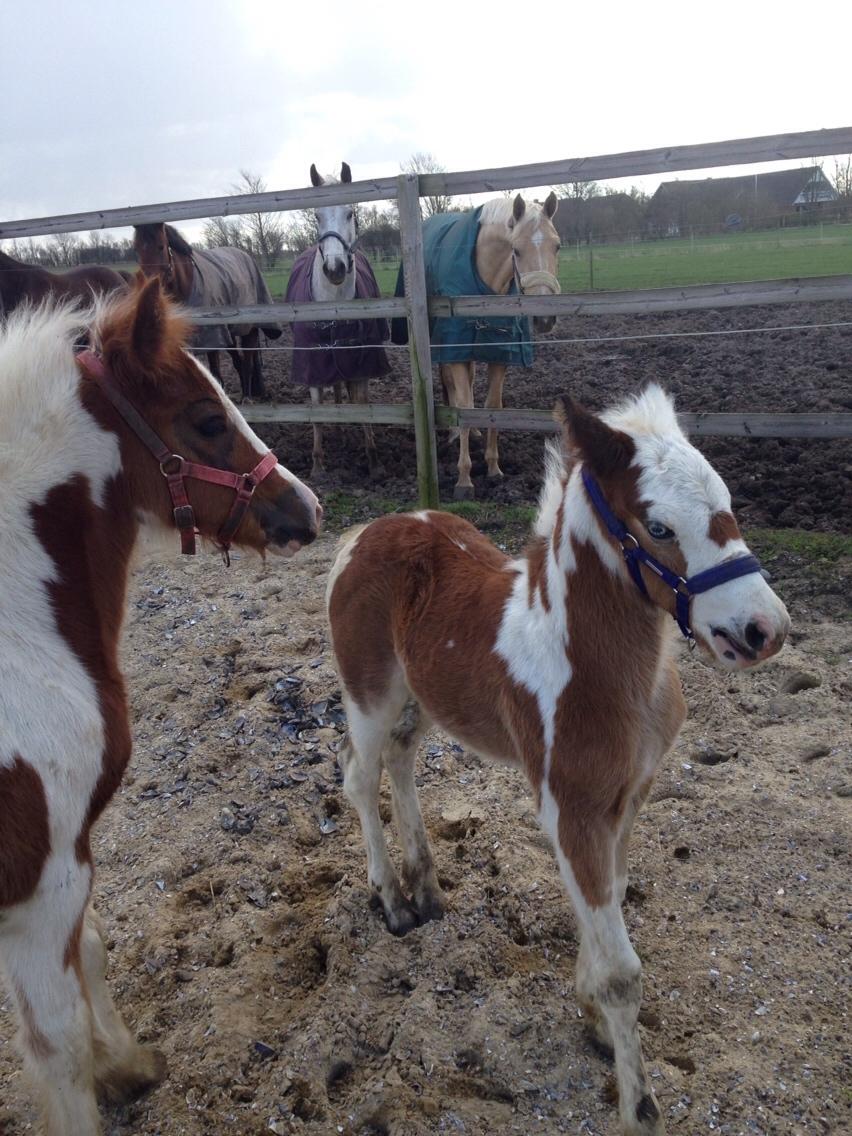 Irish Cob Klosters Blue eye florian SOLGT billede 7